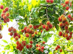 Xác định tác nhân gây bệnh giả phấn trắng trên cây chôm chôm Bến Tre